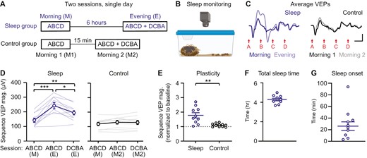 Plasticity occurs after six hours of ad libitum sleep. (A) Mice viewed sequences twice in 1 day with 6 hours (experimental/sleep) or 15 minutes (control) between sessions. (B) Home cages were videotaped to quantify sleep. (C) Group average VEPs in sleep (n = 10) and control (n = 10) groups. (D) Sequence VEP magnitude increases following 6 hours of ad libitum sleep (n = 10) and remains unchanged in the control group (n = 10). (E) A direct comparison of plasticity between sleep and control groups, with sequence VEP magnitude normalized to baseline. (F) Total sleep time and (G) sleep onset in experimental mice during the 6-hour ad libitum sleep period. Scale bars: 100 µV, 100 ms. Error bars indicate ± SEM, *p < .05, **p < .01, ***p < .001.