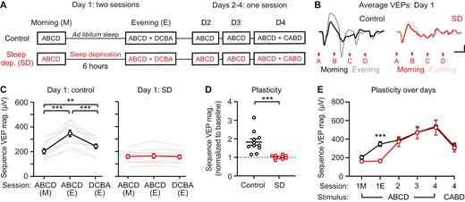 Six hours sleep deprivation blocks sequence plasticity. (A) Sequence VEPs were recorded before and after 6 hours of sleep deprivation (SD; experimental) or ad libitum sleep (control). VEPs were recorded once a day for the subsequent 3 days. (B) Group average VEP traces on day 1 (control: n = 10, SD: n = 11). (C) Sequence VEP magnitude increases following 6 hours of ad libitum sleep (n = 11) and remains unchanged after 6 hours of sleep deprivation (n = 10). (D) A direct comparison of plasticity between sleep deprivation and control groups, with sequence VEP magnitude normalized to baseline. (E) Plasticity recovers in sleep-deprived mice after day 1. Scale bars: 100 µV, 100 ms. Error bars indicate ± SEM, ***p < .001.