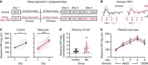 The first 6 hours following stimulus presentation are not essential for consolidation of sequence plasticity. (A) Sequence VEPs were recorded once before 6 hours of ad libitum sleep (control) or sleep deprivation (SD; experimental), and then mice in both groups were returned to the animal facility for 18 hours of ad libitum sleep. (B) Group average VEPs on day 1 and day 2 (control: n = 10, SD: n = 9). (C) Sequence VEP magnitude is increased on day 2 in the control group (n = 10) and SD group (n = 9). (D) A direct comparison of plasticity between control and SD groups, with sequence VEP magnitude normalized to baseline. (E) Sequence VEP magnitude potentiates similarly between groups. Scale bars: 100 µV, 100 ms. Error bars indicate ± SEM, *p < .05, ***p < .001.