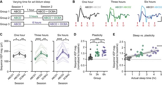 Sequence plasticity is correlated with the amount of sleep between recording sessions. (A) Sequences were presented twice in 1 day with 1, 3, or 6 hours between sessions. During this time, mice were returned to their home cage for ad libitum sleep and video recorded. (B) Group average VEPs for both sessions in 1 hour (n = 13), 3 hour (n = 14), and 6 hour (n = 13) groups. (C) Sequence-specific plasticity is expressed in each group. (D) A direct comparison of plasticity between groups, with sequence VEP magnitude normalized to baseline. (E) Plasticity is positively correlated with amount of sleep, as measured by video. Within-group correlations are shown in Figure S5. Scale bars: 100 µV, 100 ms. Error bars indicate ± SEM, *p < .05, **p < .01, ***p < .001, ****p < .0001.
