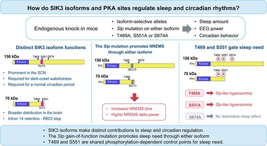 SIK3 isoforms and PKA phosphorylation sites differentially regulate sleep and circadian rhythms