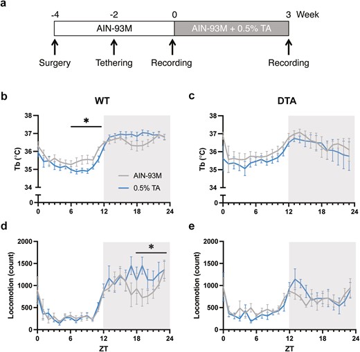 Core body temperature and locomotor activity rhythms in a 24-hour period. (A) A schematic diagram of the experimental design is shown. Time course of core body temperature (upper) and locomotor activity (lower) across 24 hours in (B, D) WT and (C, E) DTA mice. The gray and blue lines represent the group fed with the control AIN-93M diet or 0.5% TA-supplemented diet, respectively. All data are presented as mean ± SEM (n = 8 per group). Data were compared between the treatments over 24 hours (in 6-hour bins) by two-way repeated measures ANOVA. *p < .05