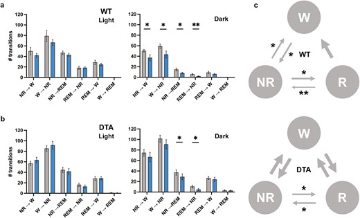 Sleep and wake transitions. The number of transitions between behavioral states in the light and dark periods were analyzed in WT (A) and DTA (B) mice. (C) Diagram for wakefulness (W)-NREM sleep (NR)-REM sleep (R) transitions during the dark period compared to the control diet. The diagram during the light period was omitted because no statistical difference was observed in both WT and DTA mice. The thickness of the arrows is proportional to the corresponding statistical significance. All data are presented as mean ± SEM (n = 7 for WT mice and n = 8 for DTA mice). *p < .05, **p < .01 significant difference relative to the control diet.