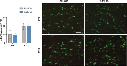 c-FOS immunostaining in hypothalamic hypocretin neurons. A series of coronal sections, including the lateral hypothalamus, were stained with anti-hypocretin and c-fos antibodies. Percentage of c-fos+ and hypocretin+ cells out of total hypocretin+ cells were shown. All data are presented as mean ± SEM (n = 5 for each group). Representative images showing c-Fos expression (red nuclei) within hypocretin neurons (green soma). Scale bar = 100 µm.