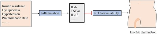 The potential mechanism of action related to inflammatory biomarkers and erectile dysfunction.