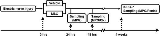 Experimental protocol. Electric CN injury was induced. At 3 hours after CN injury, rats were randomized into 2 groups (vehicle or bone marrow–derived MSC) and intravenously infused with MSCs or vehicle, respectively. Detection of green fluorescent protein–expressing bone marrow–derived MSCs was performed at day 1 and quantitative real-time polymerase chain reaction was performed at day 2. Histologic evaluations were performed after 4 weeks of infusion. AP = arterial pressure; CN = cavernosal nerve; ICP = intracavernous pressure; MPG = major pelvic ganglion; MSC = mesenchymal stem cell.