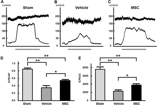 ICP response to electrostimulation of cavernous nerves. Panels A to C show representative waveforms of ICP and AP in the sham, vehicle, and MSC groups, respectively. Panels D and E show quantitative analyses of erectile function in the sham (n = 6), vehicle (n = 6), and bone marrow–derived MSC (n = 6) groups as evidenced by ICP/AP and ICPAUC, respectively. ICP/AP and ICPAUC at 4 weeks after cavernosal nerve injury in the bone marrow–derived MSC group were significantly increased compared with ICP/AP after cavernosal nerve injury in the vehicle group (*P < .05). Dashed bars under the x-axis indicate 1 minute of stimulation. *P < .05; **P < .01. AP = arterial pressure; ICP/AP = intracavernous pressure corrected for arterial pressure; ICPAUC = area under the curve for intracavernous pressure; MSC = mesenchymal stem cell.