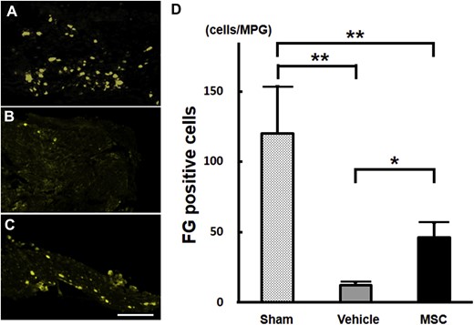 Panels A to C show FG+ neurons in MPGs after infusion in the sham, vehicle, and bone marrow–derived MSC groups, respectively. Panel D shows quantification of FG+ neurons in the sham (n = 5), vehicle (n = 6), and MSC (n = 6) groups. *P < .05; **P < .01. Scale bar = 300 μm. FG = FluoroGold; MPG = major pelvic ganglion; MSC = mesenchymal stem cell.