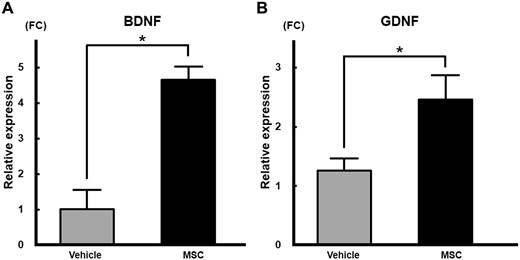 Panels A and B shows mRNA expression of BDNF and GDNF, respectively, in major pelvic ganglia after intravenous infusion of bone marrow–derived MSCs. The relative expression levels of BDNF and GDNF mRNA in major pelvic ganglia were significantly higher in the bone marrow–derived MSC group (P < .05). BDNF = brain-derived neurotrophic factor; FC = fold change; GDNF = glial cell-derived neurotrophic factor; MSC = mesenchymal stem cell.
