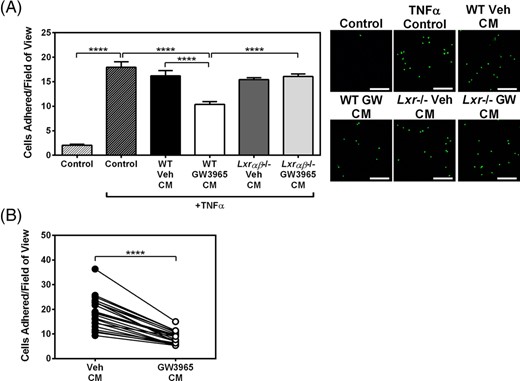 Secreted factors from GW3965-treated mouse and patient-derived EOCs reduce monocyte adherence to activated endothelial cells. A,B, Conditioned media from GW3965-treated EOCs were harvested and applied to HUVECs treated with TNFα. Monocyte adhesion to treated HUVECs was quantified after incubation with conditioned media derived from (A) WT and Lxrαβ−/− mouse EOCs (n = 8 per group) and (B) EOCs derived from patients with coronary artery disease (n = 21 patients). Scale bar = 200 μm. Data represent the mean ± SEM. ****P < .0001