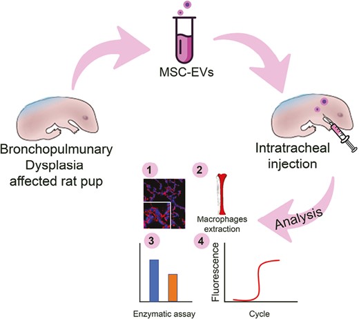 Extracellular Vesicles From Mesenchymal Umbilical Cord Cells Exert Protection Against Oxidative Stress and Fibrosis in a Rat Model of Bronchopulmonary Dysplasia