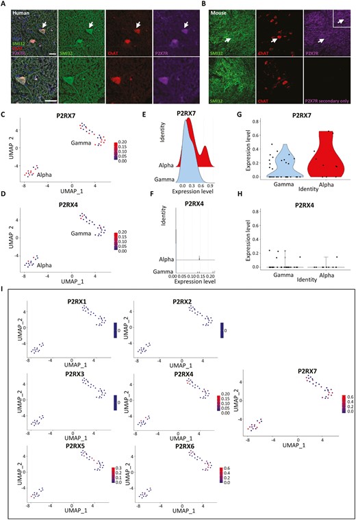 Immunohistochemical labeling and snRNA sequencing analysis showing P2X7R expression in the human cervical spinal cord. All snRNA sequencing data was collected and previously analyzed by Gautier et al., 2023. Alpha and gamma motor neuron clusters were identified by authors based on the enrichment of known marker genes from the mouse. All plots show normalized expression data. (A) Human cervical spinal cord sections showing P2X7R expression co-localized to ChAT+ MN in the ventral horn. White arrows indicate representative spinal MN that are enlarged in the lower panel. Scale bar = 50µM. (B) Mouse cervical spinal cord sections showing a similar expression pattern as observed in human with P2X7R co-localizing with ChAT+ MN in the ventral horn. (C and D) Feature plot showing expression of P2RX7 and P2RX4 in alpha and gamma motor neuron clusters from snRNA sequencing data from the human cervical spinal cord. (E and F) Ridge plots comparing P2RX7 and P2RX4 gene expression in alpha and gamma motor neurons highlighting alpha motor neurons with greater P2RX7 expression compared to gamma neurons. (G and H) Violin plots showing the distribution of motor neurons that express P2RX7 and those that express P2RX4. (I) Feature plots comparing normalized expression of all P2RX genes in human motor neurons showing that P2RX7 is expressed more strongly and in a greater proportion of motor neurons compared to all other P2RX receptors.