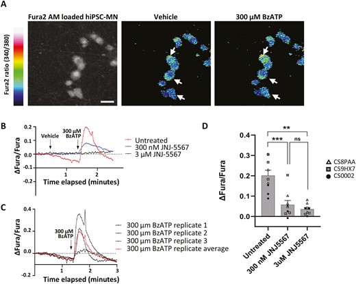 Treatment of control hiPSC-MN with BzATP leads to P2X7R-mediated calcium influx blocked by JNJ-5567. (A) Colorimetric image showing the change in Fura-2 AM ratio following the application of 300 µM of BzATP compared to vehicle. Scale bar = 20 µm. (B) Fura-2 AM signal in response to 300 µM of BzATP following prior incubation in either 3 µM or 300 nM of JNJ-5567 showing a reduction in calcium influx that is dependent on the concentration of JNJ-5567. (C) Representative Fura-2 AM signals from 3 technical replicates from a single hiPSC-MN cell line treated with 300 µM of BzATP showing a stereotypic response. (D) Quantification of the maximum change in intracellular calcium following BzATP application for the experiments shown in (B). Significance values indicate **P < 0.01, ***P < 0.001, n = 3 biological replicates (cell lines CS8PAA, CS9XH7, CS0002) and n = 3 technical replicates per condition.