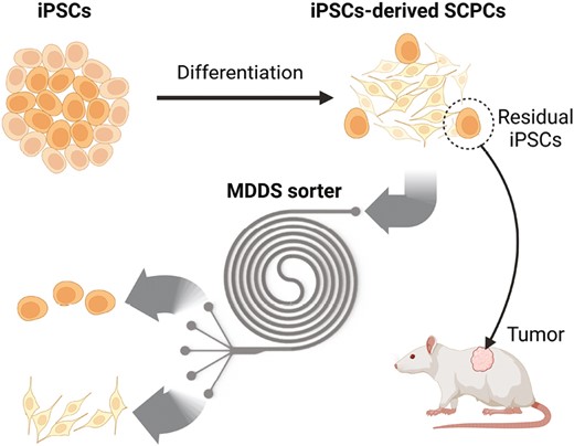 科学者らが細胞治療をより安全にする低コスト装置を開発(Scientists develop a low-cost device to make cell therapy safer) 科学者らが細胞治療をより安全にする低コスト装置を開発(Scientists develop a low-cost device to make cell therapy safer)