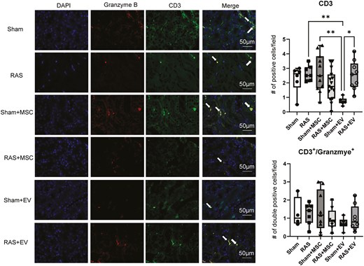 Identification of CD3+ and CD3+/granzyme-B+ mice T-cells in mouse kidneys. Sham + EVs mice had less CD3+ T-cells than sham + MSC mice. There was no difference between the intervention groups regarding CD3+ and CD3+/granzyme+ T-cells compared to sham. *P < .05 vs. RAS + EV, **P < 0.01 vs. sham + MSC and RAS. One-way ANOVA with Tukey’s multiple comparison test, n = 6-15/group.