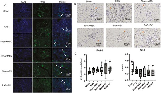(A) Identification of F4/80+ murine intrarenal macrophages (arrows) and C4d (B. arrows) complement in sham and RAS kidneys. (C) MSCs and EVs did not impact macrophage accumulation and complement activation compared to sham, as assessed using the one-way ANOVA test, n = 6-15/group.