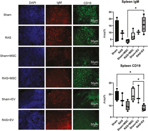 Classification of IgM+ and CD19+B-cells in the spleens of experimental mice. MSCs had no effect on IgM+ or CD19+cells compared to sham, while RAS + EV had more IgM+ cells than Sham + MSC, and fewer CD19+ cells than RAS + MSC and Sham mice. *P < .05. One-way ANOVA with Tukey’s multiple comparison test, n = 3-5/group.