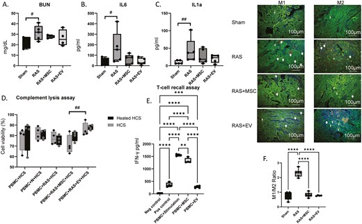 (A) BUN plasma levels were elevated in RAS but improved after MSC or EV treatment. #P = .05 One-way ANOVA with Dunnett’s multiple comparison, n = 4-5. (B) Plasma IL-6 levels were elevated in RAS and reduced post-treatment with both MSCs and EVs. #P = .05 One-way ANOVA with Dunnett’s multiple comparison, n = 5/group. (C) Plasma IL-1α levels in RAS animals tended to increase compared with sham. ##P = .07, One-way ANOVA with Dunnett’s multiple comparison, n = 5/group. (D) An in vitro complement lysis assay showed that antibodies generated against MSCs or MSC-EVs did not activate the complement system, although serum from RAS + MSC tends to induce higher cellular toxicity than from RAS + EV mice (##P = .07). Two-way ANOVA with Tukey’s post-hoc test, n = 4/group. HCS, human complement serum. (E) PBMCs primed with human MSCs exhibited reduced IFN-γ release upon re-stimulation, and EVs further decreased IFN-γ levels compared to MSCs alone, although neither normalized it. Neg, negative; Pos, Positive. (F) Kidney sections co-stained with markers for macrophages (F4/80, red) M1 (iNOS, green) or M2 (MRC1, green). RAS kidneys showed a predominance of M1-macrophages (yellow/orange, F4/80+/iNOS+), and treatment with either MSCs or EVs similarly shifted their polarization in favor of the M2 phenotype (yellow/orange, F4/80+/MCR1+), decreasing the M1/M2 ratio. **P < .01, ***P < .001, ****P < .001. One-way ANOVA with Tukey’s multiple comparison test, n = 4-6/group.