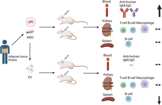 Graphical Abstract