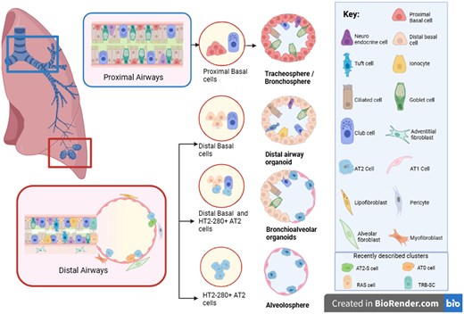 Distal lung organoids derived from adult stem cells as novel tools in deciphering mechanisms of lung regeneration, infection, and cancer Distal lung organoids derived from adult stem cells as novel tools in deciphering mechanisms of lung regeneration, infection, and cancer