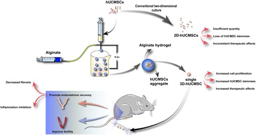 Microencapsulated 3D culture of human umbilical cord-derived mesenchymal stem cells enhances their therapeutic effect on intrauterine adhesion Open Access Microencapsulated 3D culture of human umbilical cord-derived mesenchymal stem cells enhances their therapeutic effect on intrauterine adhesion Open Access