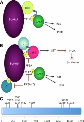 A model of how Bcr-Abl can activate downstream signaling targets by acting as a molecular scaffold. (A): Grb2 physically interacts with residue Y117 from Bcr-Abl, a site that is typically autophosphorylated. Nevertheless, other kinases (e.g., Hck) are able to phosphorylate Y177 on Bcr-Abl even in the absence of Bcr-Abl catalytic activity. (B): Persistence of quiescent chronic myeloid leukemia (CML) stem cells requires inhibition of PP2A. In these cells, Jak2 activation requires the expression but not kinase activity of Bcr-Abl. Although the mechanism of how Jak2 activation occurs is not completely understood—for example, we do not know which kinase phosphorylates Bcr-Abl, enabling its scaffolding activities—the observation that PP2A can prevent the recruitment and activation of Jak2 suggests that Jak2 uses Bcr-Abl as a molecular scaffold. Activated Jak2 then activates β-catenin through a mechanism that involves increasing levels of SET, the endogenous PP2A inhibitor, which decreases levels of PP2A that subsequently increases β-catenin activity. It will be interesting to determine which are the critical targets of PP2A in CML. Whether PP2A specifically dephosphorylates Bcr-Abl at the site where Jak2 interacts or whether PP2A acts to dephosphorylate other residues on Bcr-Abl that may potentially serve as sites for signaling molecules is not known at this time. (C): Putative phosphorylation sites of the Bcr-Abl protein that can serve as docking sites of recruitment of signaling proteins to Bcr-Abl. Phosphorylation sites were determined by PhosphoSitePlus. Abbreviations: Jak2, Janus kinase 2; PI3K, phosphatidylinositol 3-kinase; PP2A, protein phosphatase 2A.
