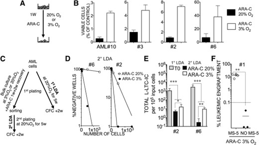Low oxygen concentration enhances in vitro chemoresistance of AML cells in coculture and allows the preservation of leukemia-initiating cell activity. (A): Flowchart shows the experiment design for (B). (B): Data represent mean percentage (±SEM) of four AML samples (samples 2, 3, 6, and 10) retrieved after 1 week of ARA-C at 3 μM compared with untreated control cells counts when cocultured with MS-5+3GT at 20% O2 or 3% O2. (C): Flowchart shows the experiment design for (D) and (E). (D): Replating potential after ARA-C treatment. Cells from AML samples 2 and 6 were treated during the first week with 3 μM ARA-C in cocultures at 20% O2 or 3% O2. Cocultures were washed and maintained for an additional 2 weeks. Viable leukemic cells were sorted in week 3 and then replated in 2° LDA for an additional 5 weeks. (E): Total leukemic long-term culture initiating cell numbers were calculated from 1° LDA of uncultured cells and 2° LDA of 3-week cultured and ARA-C-treated cells at 20% O2 or 3% O2 for samples 6 and 2. ARA-C treatment occurred during the first week only. Data presented take into account the first culture fold expansion. ∗, p < .05; ∗∗, p < .01; ∗∗∗, p < .001. (F): Cells from AML sample 1 were cocultured with MS-5+3GT or cultured in suspension only with 3GT (no MS-5) in the presence of 3 μM ARA-C at 3% O2. Recovered live cells were sorted for human CD45+ cells at 3 weeks and then injected into NOD/SCID interleukin-2Rγ common chain null mice (n = 8). We injected 5 × 104 cells, which represented 17% of the input cell number for the MS-5 condition and 23% for the no MS-5 condition. Data shown represent the percentage of human leukemic engraftment in recipient bone marrow determined by fluorescence-activated cell sorting analysis at 12 weeks after injection. Solid lines represent mean levels of leukemic cell engraftment in each group. Dashed lines represent the threshold of positivity. Each symbol represents a single transplanted mouse. ∗, p < .005. Abbreviations: 1° LDA, limiting dilution analysis from post-thawed cells; 2° LDA, limiting dilution analysis from cultured cells; AML, acute myeloid leukemia; ARA-C, cytosine β-d-arabinofuranoside; MS-5, MS-5+3GT; NO MS-5; no MS-5+3GT; w, weeks.
