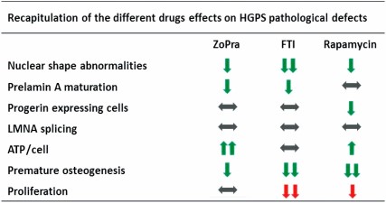 Recapitulation of the functional effects of ZoPra, FTI, and rapamycin on mesodermal stem cells derived from HGPS induced pluripotent stem cells. Abbreviations: HGPS, Hutchinson-Gilford progeria syndrome; FTI, farnesyltransferase inhibitor; ZoPra, zoledronate and pravastatin.