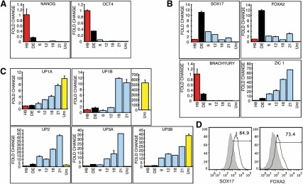 The expression patterns of pluripotency, multipotency, and differentiation markers during the induction of H9 human embryonic stem cells to urothelium. Real-time polymerase chain reaction was used to analyze the expression of (A) pluripotency markers, OCT4 and NANOG (A); definitive endoderm markers SOX17 and FOXA2, mesoderm marker Brachyury, and ectoderm marker ZIC1 (B); and uroplakins (subtypes UP1a, UP1b, UP2, UP3a, UP3b) (C). (D): Flow cytometry analysis of SOX17 and FOXA2 expression was used to quantify the amount of definitive endoderm derived from Activin A-treated H9 human embryonic stem cells. SOX17 and FOXA2 expressions (solid lines) are shown relative to matched isotype controls (shaded histograms).