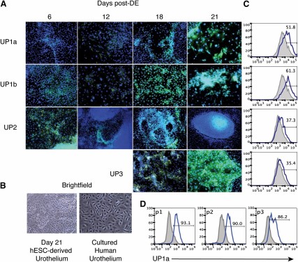 H9 hESCs can be induced to produce urothelium under Uromedium conditions. (A): Cultures at days 6, 12, 18, and 21 after DE were analyzed for the expression of all four subtypes of uroplakins (green) by intracellular cytokine flow cytometry. DAPI (4′,6-diamidino-2-phenylindole; blue) was used as a nuclear counterstain. Magnification ×10. (B): Brightfield images of cultured human urothelium and hESC-derived urothelium at day 21. Magnification ×10. (C): Day 21 cultures were analyzed for all uroplakin subtypes by flow cytometry. (D): H9-derived urothelial cultures were serially passaged and analyzed for UP1a by flow cytometry at each passage in passages 1–3. For all flow cytometry figures, shaded histograms are negative control stains, whereas solid blue lines represent uroplakin staining. Abbreviations: DE, definitive endoderm; hESCs, human embryonic stem cells.