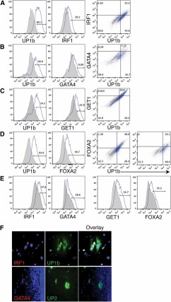 Uroplakins coexpress with transcription factors known to be involved in urothelial cell fate specification. (A–D): H9 human embryonic stem cell-induced cultures were analyzed during the first 4 days of urothelial induction for the expression of UP1b and transcription factors IRF1, GATA4, GET1, and FOXA2 by intracellular flow cytometry analysis. From left to right, expression of each protein (solid blue line histogram) is depicted relative to its negative control (shaded gray histogram). Bivariate dot plots display the relationship between UP1b and each transcription factor (gray dots represent the negative control; blue dots represent antibody stain). Quadrant gates are set based on the negative controls. (D): At far right, the second bivariate plot for FOXA2 depicts the relationship with UP1b at day 21. All flow data are representative of n = 3 experiments. (E): HepG2 cells were used as a positive control for expression of the noted transcription factors. (F): Induced H9 human embryonic stem cell cultures were analyzed at day 1 after DE by intracellular cytokine flow cytometry for the coexpression of UP1b (green) with IRF1 (red) and UP2 (green) with GATA4 (red). DAPI (4′,6-diamidino-2-phenylindole; blue) was used as a nuclear counterstain. Magnification ×20.