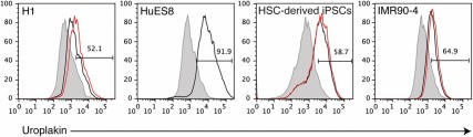 Urothelium can be derived from alternate human embryonic stem cell and human iPSC lines using this in vitro culture system. Uromedium-induced cultures derived from human embryonic stem cell lines (H1 and HuES8) and human iPSC lines (CD34+ HSC-derived hiPSCs and IMR90-4) were analyzed for uroplakin expression at day 21 by flow cytometry (UP1a = black line; UP1b = red line; shaded histogram = negative control). Abbreviations: HSC, hematopoietic stem cell; iPSC, induced pluripotent stem cell.
