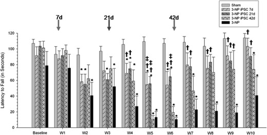 Accelerod data from iPSC-transplanted 3-NP rats. Analysis of motor coordination revealed significant between-group differences for the latency to fall in the accelerod task. Starting at week 4, and continuing throughout the study, 3-NP rats that received iPSC transplantation at either 7 or 21 days had significantly higher latencies to fall than 3-NP rats that did not receive transplants. Also, 3-NP rats that received transplantation of iPSCs at 42 days showed significantly higher latencies to fall at week 9 than 3-NP rats that did not receive transplants. (Bar graph represents mean value; error bars represent SEM; arrows indicate the time of iPSC transplantation for each group; ∗, significantly different from sham rats, p < .05; †, significantly different from 3-NP rats, p < .05; #, significantly different from 3-NP iPSC 7-day rats, p < .05; ‡, significantly different from 3-NP iPSC 42-day rats, p < .05.) Abbreviations: 3-NP, 3-nitropropionic acid; iPSC, induced pluripotent stem cell.