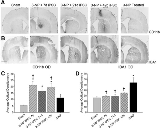 Measures of inflammation. Analysis of the immune response as measured by optical densitometry of CD11b (A) and IBA1 (B) to 3-NP and transplanted iPSCs. Analysis of expression levels revealed significant between-group differences in the average optical densitometry of CD11b, with all groups receiving 3-NP having higher optical densitometry measures for CD11b than sham rats (C). Significant between-group differences in the average optical densitometry of IBA1 (D) were also observed, revealing that 3-NP rats without transplants had significantly more macrophage infiltration than sham rats and all rats receiving iPSC transplantation. (Bar graph represents mean value; error bars represent SEM; ∗, significantly different from sham rats, p < .05; †, significantly different from 3-NP rats, p < .05.) Abbreviations: 3-NP, 3-nitropropionic acid; iPSC, induced pluripotent stem cell; OD, optical density.