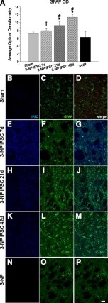 Optical densitometry of GFAP from the transplant site. Astrocytes (GFAP; green) were observed around the transplanted iPSCs (blue), but no colocalization was observed between the two labels. A significant between-group difference in the average optical densitometry of GFAP (A) was observed. It was revealed that 3-NP rats receiving iPSC transplant at either 21 or 42 days displayed significantly higher GFAP labeling than sham rats and 3-NP rats that received transplantation of iPSCs at 7 days. The 3-NP rats receiving iPSC transplantation at 7 days displayed significantly more astrocyte activation than 3-NP rats that did not receive transplants. Sham rats are shown in (B–D); 7-day iPSC rats are shown in (E–G); 21-day iPSC rats are shown in (H–J); 42-day rats are shown in (K–M); 3-NP rats that did not receive transplants are shown in (N–P). (Scale bar = 50 μm; bar graph represents mean value; error bars represent SEM; ∗, significantly different from sham rats, p < .05; †, significantly different from 3-NP rats, p < .05; #, significantly different from 3-NP iPSC 7-day rats, p < .05.) Abbreviations: 3-NP, 3-nitropropionic acid; GFAP, glial fibrillary acidic protein; iPSC, induced pluripotent stem cell; OD, optical density.