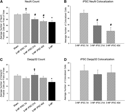 Cell counts of mature neurons, medium spiny neurons, and colocalization with transplanted iPSCs. A significant between-group difference in the number of NeuN-positive cells in the area around the transplant site (A) was observed. It was revealed that 3-NP rats that received iPSC transplantation at 7 days had a significantly greater amount of NeuN-positive cells than the 3-NP rats that did receive transplants or the 3-NP rats receiving transplantation at either 21 or 42 days. A significant between-group difference was found in the number of transplanted iPSC cells colocalizing with NeuN (B). It was found that the 7-day transplantation group had more iPSCs colocalized with NeuN than either the 21- or 42-day group. A significant between-group difference was observed in the number of DARPP32-positive cells in the area around the transplant site (C). It was found that 3-NP rats receiving iPSC transplantation at 21 days had significantly more DARPP32-positive cells than 3-NP control rats. However, no between-group differences were observed in the number of iPSCs colocalizing with DARPP32 (D). (∗, Significantly different from sham rats, p < .05; †, significantly different from 3-NP rats, p < .05; #, significantly different from 3-NP iPSC 7-day rats, p < .05.) Abbreviations: 3-NP, 3-nitropropionic acid; iPSC, induced pluripotent stem cell; NeuN, neuronal nuclei.