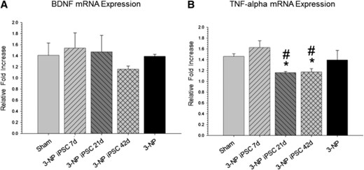 Quantitative real-time polymerase chain reaction (RT-PCR) of striatal tissue for mRNA expression of BDNF and TNF-α. Quantitative RT-PCR of striatal tissue revealed no significant differences in the mRNA expression of BDNF between all groups (A), but did reveal a significant between-group difference in the mRNA expression of TNF-α (B). No reduction in BDNF expression was observed in the 3-NP rats without transplantation, indicating that behavioral deficits are not the result of depletion of this trophic factor. The downregulation of TNF-α in the rats that received transplantation of iPSCs at 21 and 42 days is indicative of a general deactivation of the immune response to the transplanted cells. (Bar graph represents mean value; error bars represent SEM; ∗, significantly different from sham rat, p < .05; #, significantly different from 3-NP iPSC 7-day rats, p < .05.) Abbreviations: 3-NP, 3-nitropropionic acid; BDNF, brain-derived neurotrophic factor; iPSC, induced pluripotent stem cell; TNF, tumor necrosis factor.