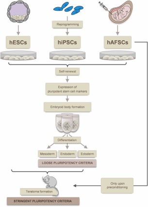 Tumorigenicity versus pluripotency: hESCs, hiPSCs, and hAFSCs harbor the potential for self-renewal, express pluripotent stem cell markers, form embryoid bodies, and can be differentiated into cells of all three germ layers. Whereas hESCs and hiPSCs form teratomas when injected into nude mice, hAFSCs are not tumorigenic per se and only form teratomas upon preconditioning with epigenetic regulators. Abbreviations: hAFSCs, human amniotic fluid stem cells; hESCs, human embryonic stem cells; hiPSCs, human induced pluripotent stem cells.