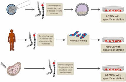 Pluripotent stem cells for disease modeling: hESCs with naturally occurring disease-causing mutations can be established from selected embryos after preimplantation genetic diagnosis. Reprogramming of somatic cells from patients with specific mutations allows disease-modeling attempts with hiPSCs. hAFSCs with specific mutations can be obtained upon prenatal diagnosis. Abbreviations: hAFSCs, human amniotic fluid stem cells; hESCs, human embryonic stem cells; hiPSCs, human induced pluripotent stem cells.