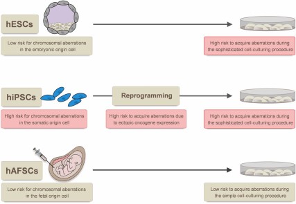 Sources of genetic aberrations in stem cells. The risk for chromosomal aberrations in the cell of origin is higher for hiPSCs (adult cells) than for hAFSCs (fetal cells) and for hESCs (embryonic cells). The stress induced during reprogramming (hiPSCs) and the need for more sophisticated cell culture conditions, including the requirement of matrices-supported cell attachment, supplementation of specific growth factors, and particular cell passaging techniques (hiPSCs and hESCs), are associated with a higher risk to induce genetic aberrations. Abbreviations: hAFSCs, human amniotic fluid stem cells; hESCs, human embryonic stem cells; hiPSCs, human induced pluripotent stem cells.