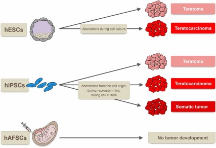 Tumor types formed by human pluripotent stem cells. hESCs form benign teratomas when injected into nude mice, and genetic aberrations during cell culture can induce the potential to form malignant teratocarcinomas. Whereas for hiPSCs the formation of teratomas, teratocarcinomas, and even somatic tumors has been reported, hAFSCs are not tumorigenic. Abbreviations: hAFSCs, human amniotic fluid stem cells; hESCs, human embryonic stem cells; hiPSCs, human induced pluripotent stem cells.