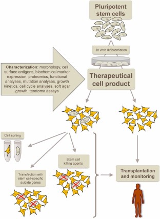 Development of safe cell therapeutics from pluripotent stem cells. After in vitro differentiation into the cell type of interest, the resulting preclinical cell product must thoroughly be characterized. Remaining undifferentiated, tumorigenic stem cells are suggested to be eliminated via cell sorting, transfection with stem cell-specific suicide genes, or via stem cell killing agents. Upon transplantation, monitoring of the patients is required to allow early detection and elimination of tumors.
