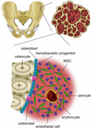 The bone marrow niche is a complex environment. Bone marrow-derived MSCs are withdrawn from the iliac crest and reside within crevices of the blood-submerged bone and interact with various cell types. Abbreviation: MSC, mesenchymal stem/stromal cell.
