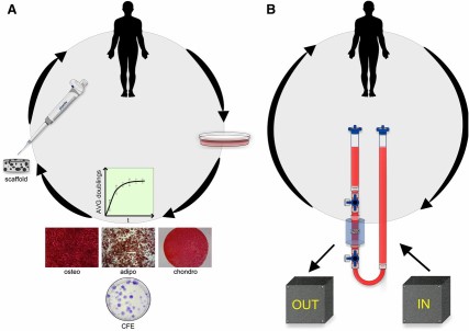 Streamlined mesenchymal stem/stromal cell (MSC) expansion. (A): Paradigm two-dimensional MSC expansion: harvested, expanded in two dimensions, analyzed for progenitor potency, trypsinized, and implanted or reinjected scaffoldless. (B): Alternate MSC expansion: harvested, expanded within a closed system with input culture controls and nondestructive output monitors for progenitor potency, implanted or reinjected scaffoldless. Abbreviations: adipo, adipogenic; AVG, average; CFE, colony-forming efficiency; chondro, chondrogenic; osteo, osteogenic.