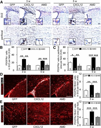 Postacute CXCL12 gene therapy promotes OPC proliferation and migration in ischemic mice. (A): Representative photomicrographs of 3,3′-diaminobenzidine-stained coronal sections showing PDGFRα+ cells in SVZ (panel 1) and ipsilateral perifocal region (panel 2). Insets show higher magnifications from SVZ and perifocal region, respectively. Quantifications of PDGFRα+ cells in SVZ (B) and perifocal region (C) after middle cerebral artery occlusion (MCAO) in AAV-GFP, AAV-CXCL12, and AAV-CXCL12/AMD3100 treated groups (n = 3 per group; numbers indicated in each column). Double immunostaining of PDGFRα (red) and BrdU (white) positive cells in SVZ (D) and perifocal area (E) after 5 weeks of MCAO; quantification shown by each bar graph (n = 3 per group). Scale bars = 100 μm. Data are presented as mean ± SD; ∗, p < .05; ∗∗, p < .01; ∗∗∗, p < .001. Abbreviations: AMD, adeno-associated virus-C-X-C chemokine ligand 12-AMD3100; BrdU, bromodeoxyuridine; CXCL12, adeno-associated virus-C-X-C chemokine ligand 12; GFP, adeno-associated virus-green fluorescent protein; OPCs, oligodendrocyte progenitor cells; PDGFRα, platelet-derived growth factor receptor-α; SVZ, subventricular zone; w, week.