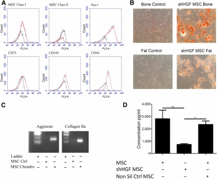 shHGF MSCs maintain the characteristics of MSCs. HGF knockdown MSCs were tested for (A): surface marker expression of MHC class I, MHC class II, Sca-1, CD73, CD105, and CD44 by flow cytometry; (B): Differentiation into bone and fat cells (magnification × 100); and (C): Chondrocytes. shHGF MSCs retained the characteristics of MSCs. (D): HGF knockdown MSC conditioned media (CM), nontransduced MSC CM, and nonsilencing control MSC CM were examined for levels of HGF by enzyme-linked immunosorbent assay. Data are representative of three experiments for A–C and n = 3 for D. ∗, p < .05; ∗∗, p < .01. Abbreviations: Chondro, chondrocytes; CM, conditioned medium; Ctrl, control; HGF, hepatocyte growth factor; MHC, major histocompatibility complex; MSC, mesenchymal stromal cell; Non Sil Ctrl, nonsilencing control; shHGF, shRNA HGF knockdown.