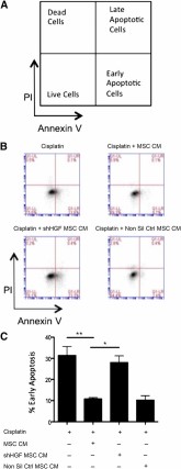 MSC CM suppresses apoptosis of lung epithelial cells. (A): Gating strategy; (B): Representative FACS plots; and (C): Quantification of apoptosis assay examining the ability of MSC CM to inhibit alveolar epithelial apoptosis. Apoptosis was measured by double staining of annexin V and PI and measured by flow cytometry. MSC CM significantly reduced epithelial apoptosis induced by cisplatin. This effect was lost when CM from HGF knockdown cells was used. CM from nonsilencing controls caused no significant difference. Data are representative of three experiments in B and n = 3 for C. Bar graph presents the % of early apoptotic cells (lower right quadrant: annexin V+ PI-) as mean ± standard error of the mean. ∗, p < .05; ∗∗, p < .01. Abbreviations: CM, conditioned media; HGF, hepatocyte growth factor; MSC, mesenchymal stromal cell; Non Sil Ctrl, nonsilencing control; PI, propidium iodide; shHGF, shRNA HGF knockdown.