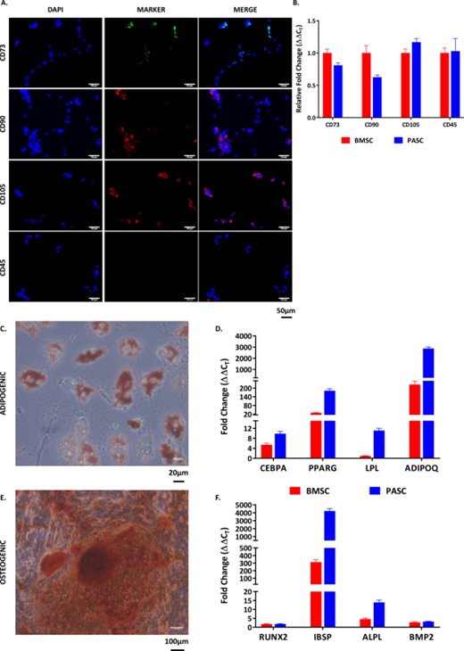 In vitro isolation and characterization of porcine ASCs. (A): Isolated pASCs stained positive for antibodies specific for stem cell markers (CD73, CD90, and CD105), while not expressing the leukocyte antigen marker CD45 (scale bar = 50 µm). (B): RT-PCR analysis of these same markers show similar expression of these markers when compared with porcine bone marrow derived stem cells. (C): Staining for Oil Red O reveals the adipogenic potential of ASCs (scale bar = 20 µm), which expressed adipogenic markers (D) CEBPA, PPARG, LPL, and ADIPOQ at much higher levels compared with undifferentiated controls. (E): Staining for alizarin red reveals osteogenic potential of ASCs (scale bar = 100 µm), which expressed osteogenic markers (F) RUNX2, IBSP, ALPL, and BMP2 at much higher levels compared with undifferentiated controls. Abbreviations: ADIPOQ, adiponectin; ALPL, alkaline phosphatase; BMP2, bone morphogenic protein-2; BMSCs, bone marrow stem cells; CEBPA, CCAAT/enhancer binding protein-α; IBSP, integrin-binding sialoprotein; LPL, lipoprotein lipase; pASC, porcine adipose-derived stem cell; PPARG, peroxisome proliferator activated receptor-γ; RUNX2, runt related transcription factor 2.