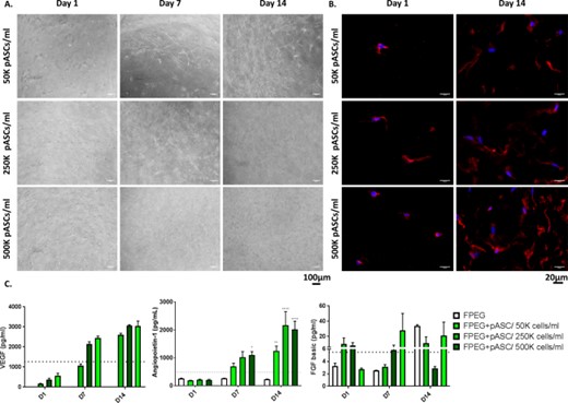 Expansion of porcine ASCs in FPEG hydrogels. (A): Light micrographs of ASCs in FPEG hydrogels reveal expansion and connection of ASCs across time (scale bars = 100 µm). (B): Wheat Germ staining also illustrates the dose-dependent increase in ASCs 1 and 14 days after seeding (scale bars = 20 µm). (C) VEGF-A release into the supernatant over time indicates angiogenic growth factor release by ASCs within FPEG hydrogels. Release of Ang-1 followed a similar time course, with significant release shown by days 7, and 14 respectively, while no differences were seen in b-FGF levels. *, p < .05; **, p < .01; ***, p < .001; ****, p < .0001 (compared with FPEG). Dotted line represents values from a control monolayer of pASCs. (Scale bars are 100 and 20 µm). Abbreviations: b-FGF, basic fibroblast growth factor; FPEG, PEGylated fibrin; pASC, porcine adipose-derived stem cell; VEGF, vascular endothelial growth factor.