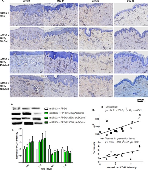 CD31 expression relates to blood vessel size. (A): Representative immunohistochemistry for CD31 in each group across time. (Scale bars are 200 µm) (B) Representative Western Blot bands for CD31 expression is shown for 3 separate wounds in each group. (C): CD31 expression over time shows that pASC delivery accelerates angiogenesis in a dose-dependent fashion, which becomes lower than wounds treated with only mSTSG by day 21 post-burn. By day 42 post-burn, no differences are seen amongst the groups. (D): Linear regression analysis of blood vessel size found via histology, and the CD31 expression from the same wounds shows a significant relationship between CD31 expression and both blood vessel cross-sectional area (p = .0042) and the percentage of biopsy area taken up by blood vessels (p = .0093). Abbreviations: FPEG, PEGylated fibrin; mSTSG; meshed split thickness skin grafts.